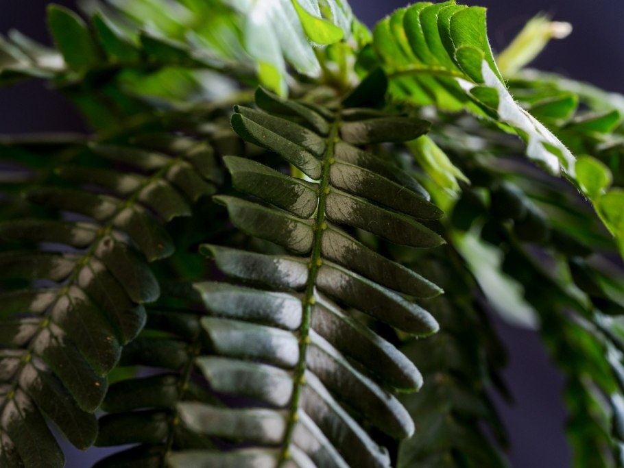 Папоротник нефролепис