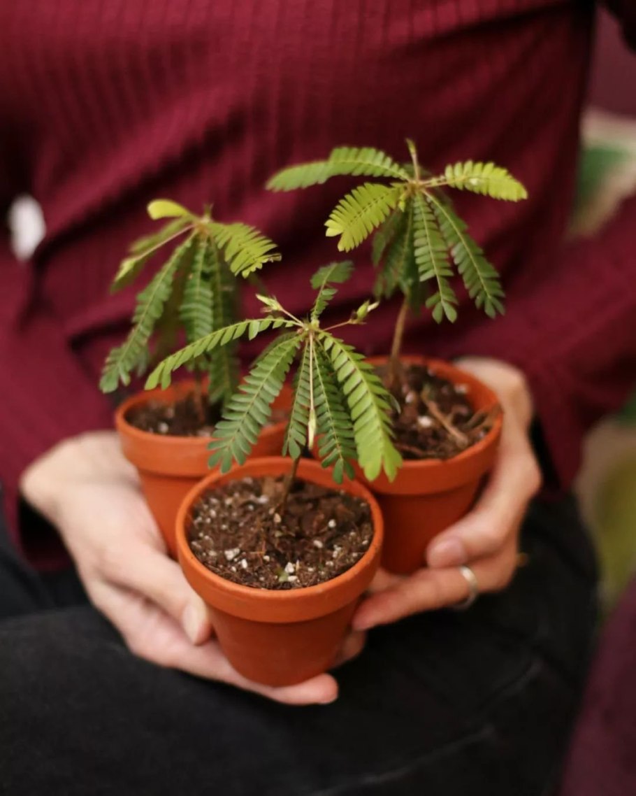 Флора Индии рисунки и наименования