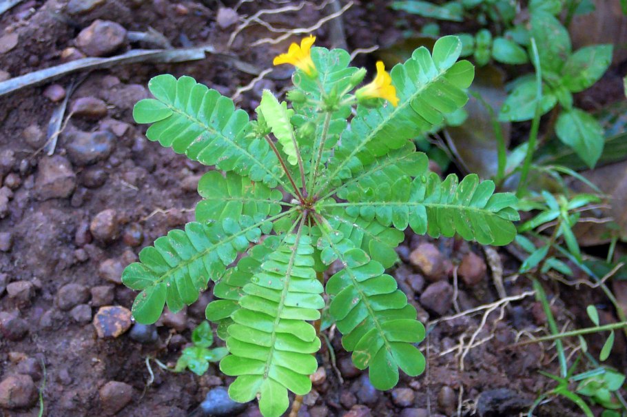 Биофитум Ботаническая иллюстрация