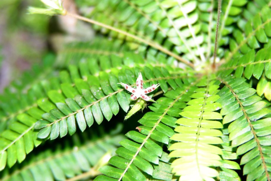 Биофитум с розовым цветением