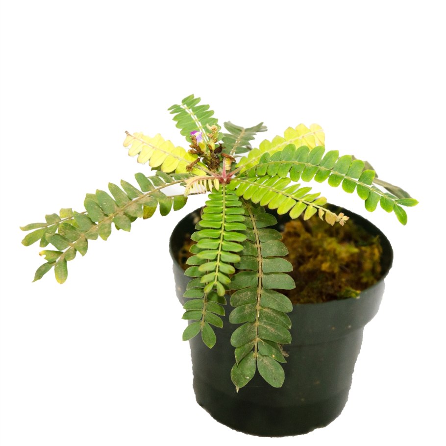 Клуб Биофитум Москва