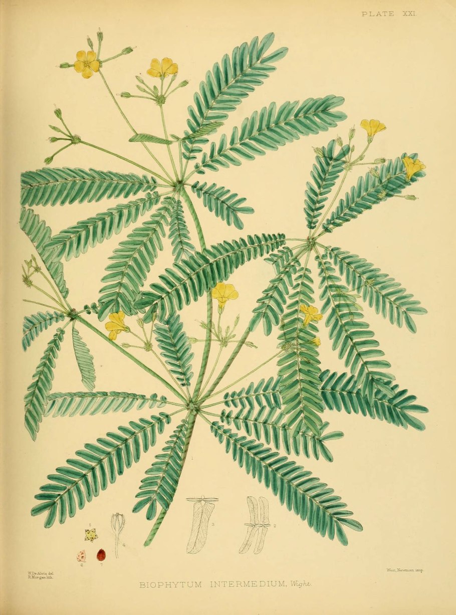 Мимоза стыдливая ботаническая иллюстрация