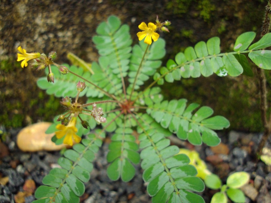 Biophytum sensitivum