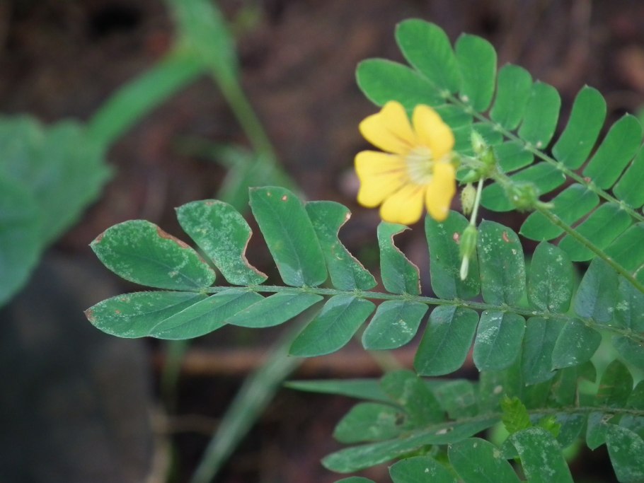 Tribulus terrestris