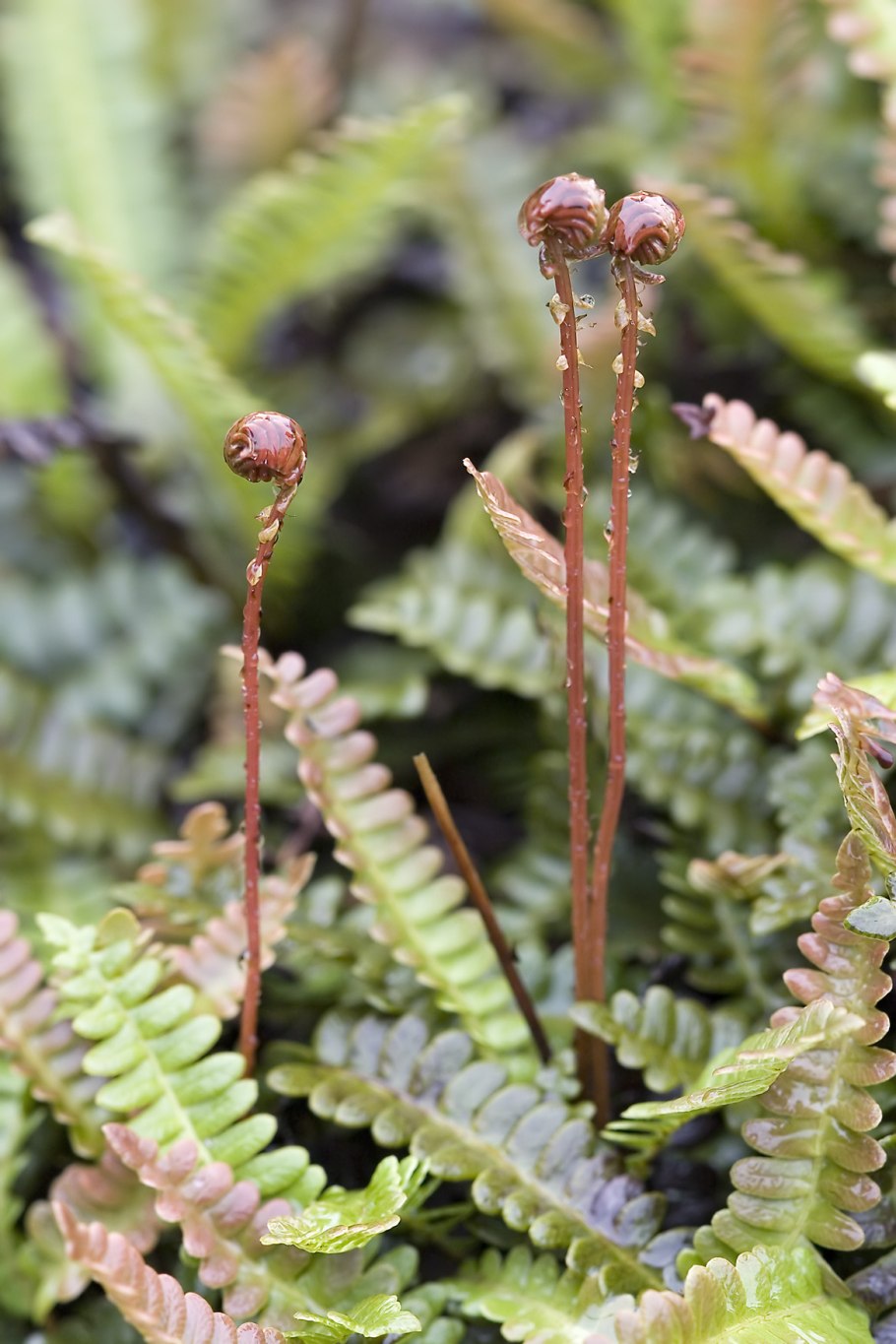 Дербянка колосистая папоротник