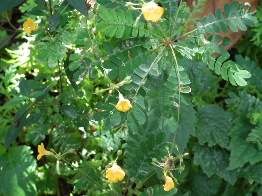 Биофитум чувствительный