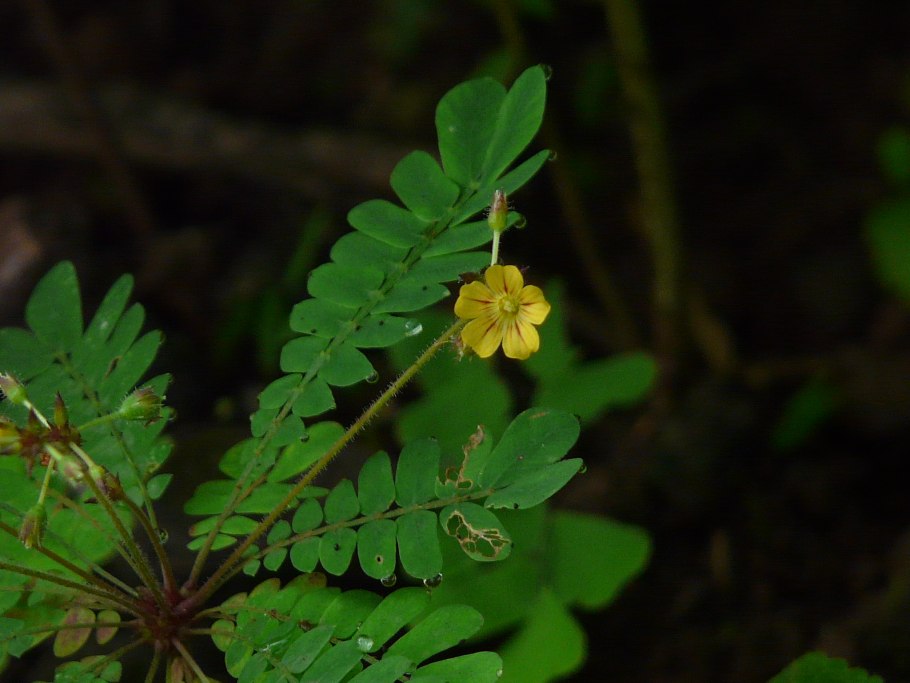 Дербянка колосистая