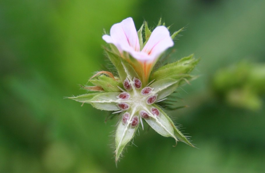 Lemon crispum пеларгония