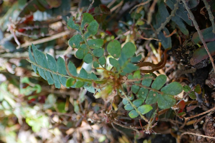 Якорцы стелющиеся трибулус