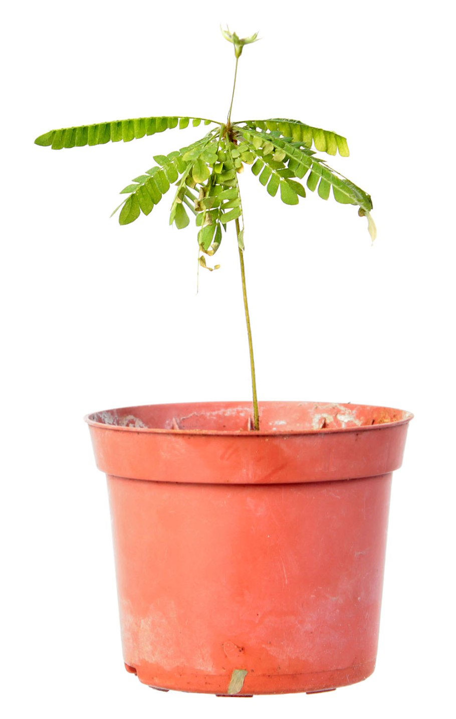 Биофитум чувствительный