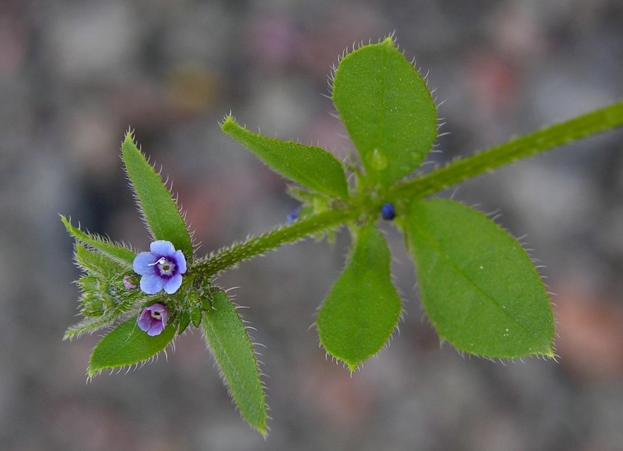 Asperugo procumbens