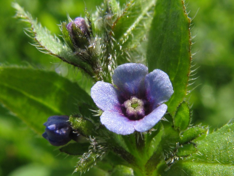 Острица простертая (Asperugo procumbens)