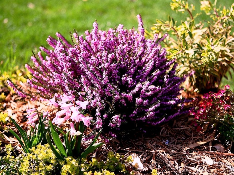 Вереск Каллуна Эрика