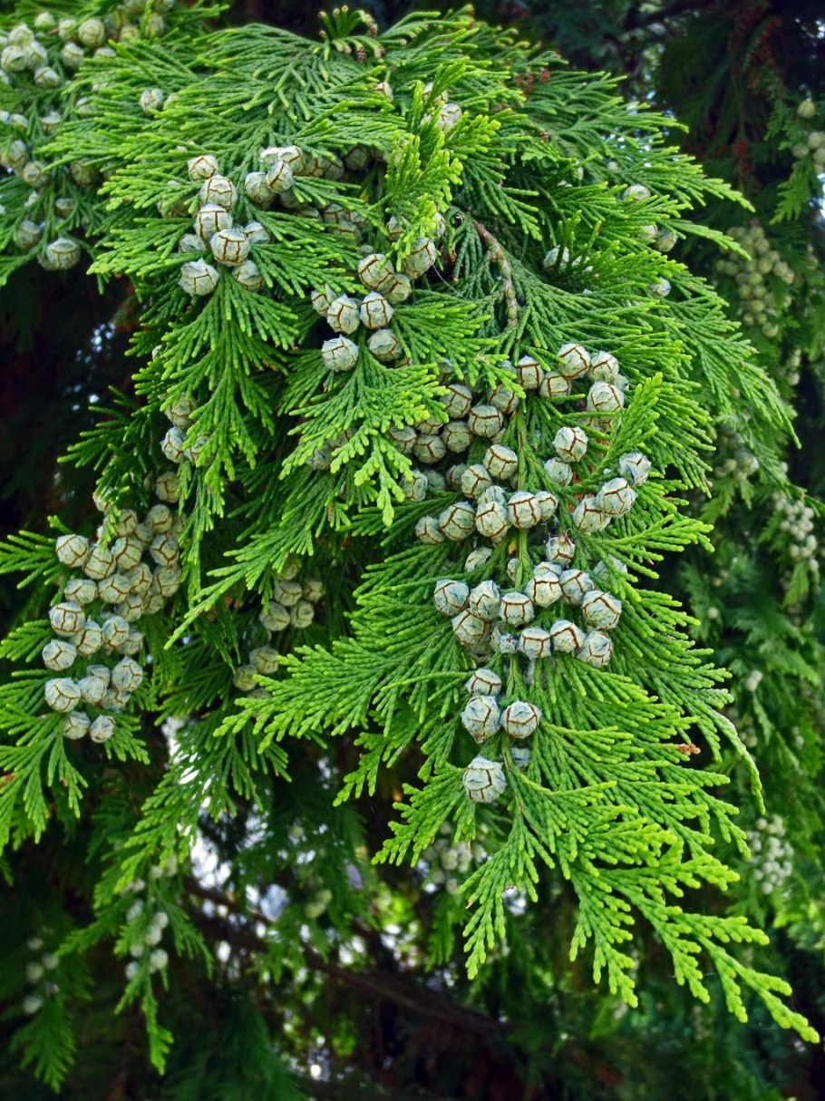 Кипарис вечнозеленый Италия