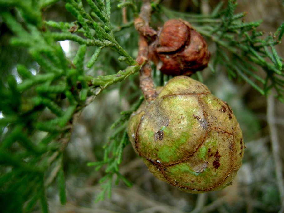 Семейство Boraginaceae – Бурачниковые