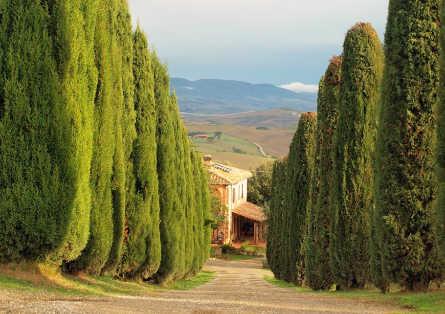 Cupressus sempervirens хвоя