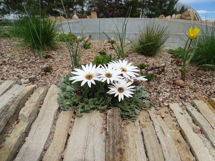 Цветы Арктотис Арлекин