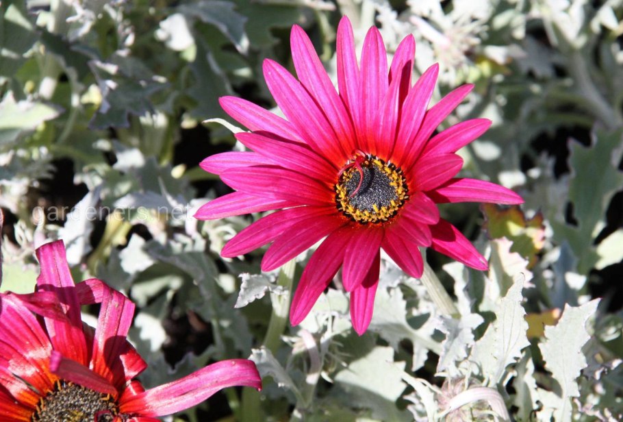 Арктотис Арлекин