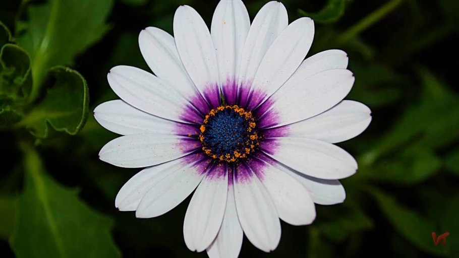 Цветы Арктотис Арлекин