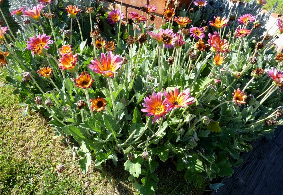 Цветы Арктотис Арлекин