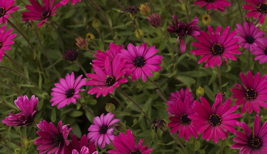 Цветы Арктотис Арлекин