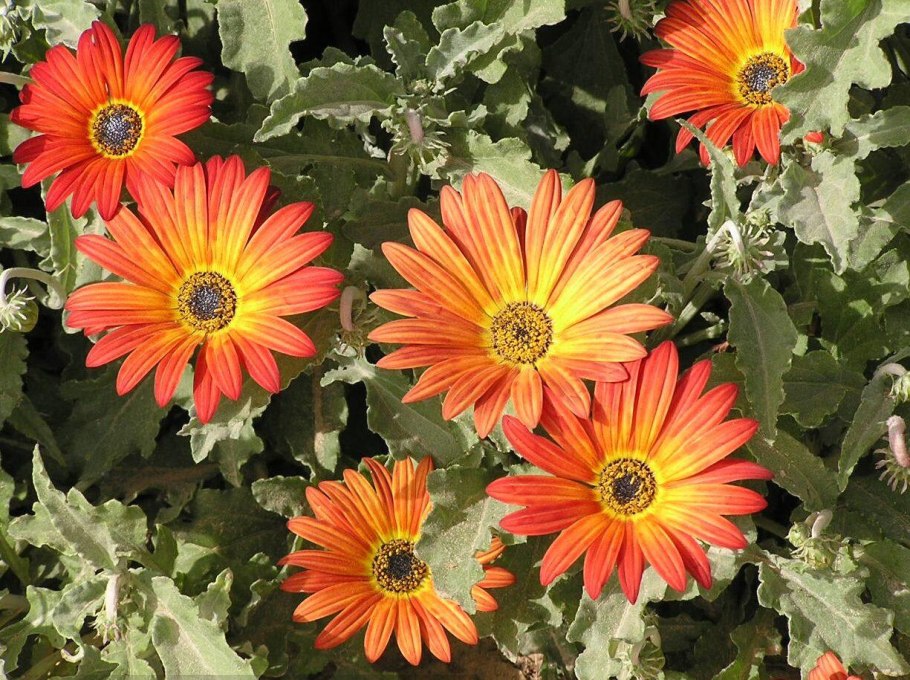 Арктотис гибридный Арлекин