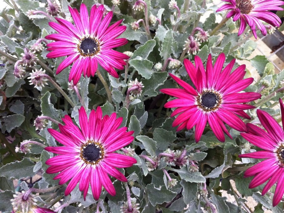 Ромашка Арктотис