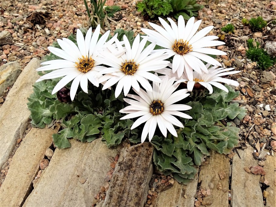 Цветы Арктотис Арлекин