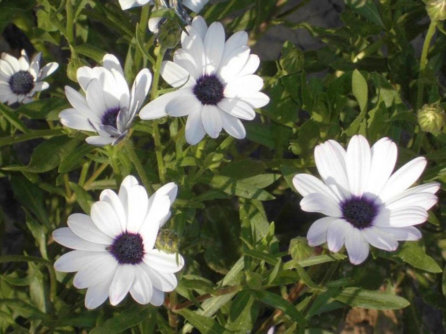 Диморфотека капская маргаритка