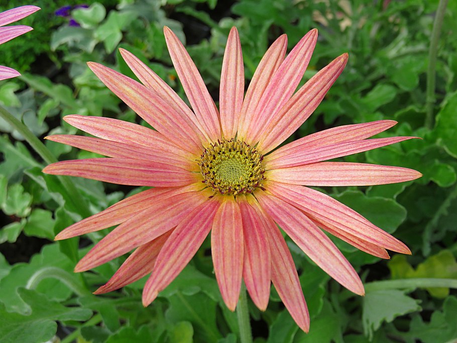 Арктотис Арлекин