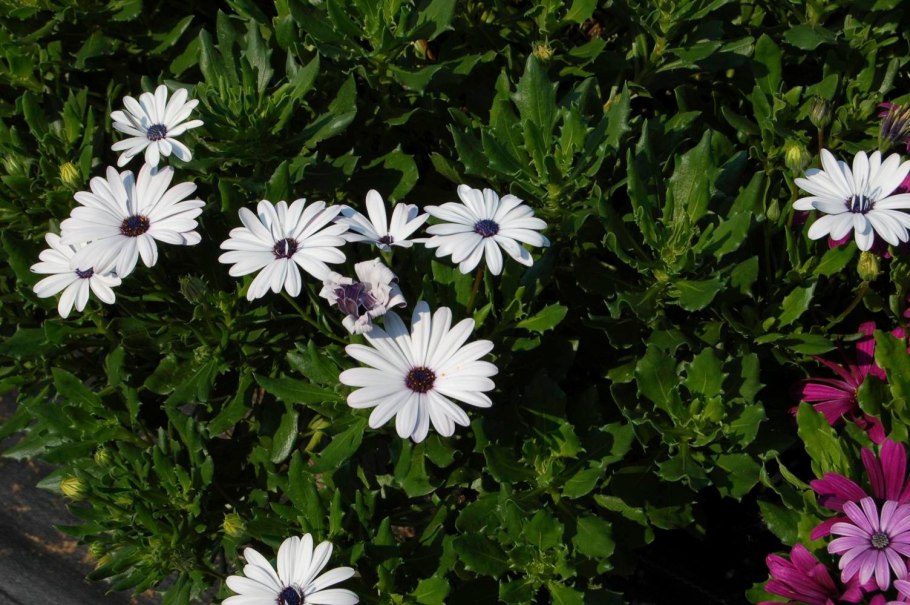 Диморфотека капская маргаритка