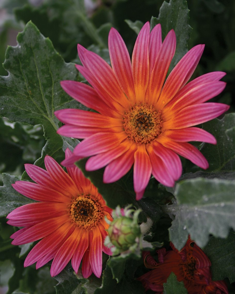 Арктотис многолетник