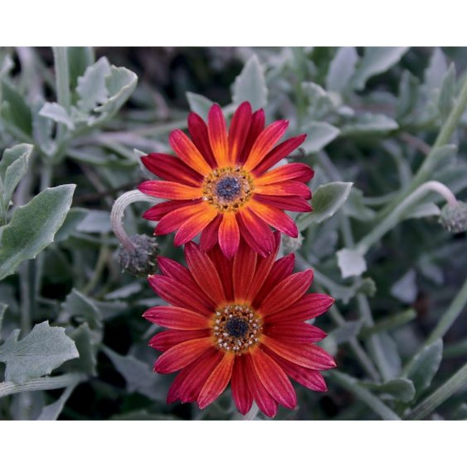 Арктотис Арлекин