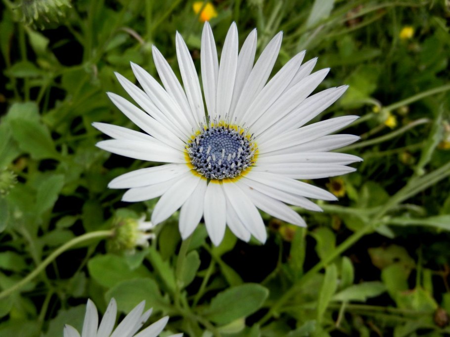 Арктотис гибридный арлекин