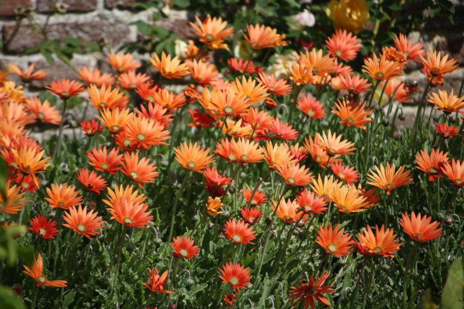 Арктотис гибридный Арлекин