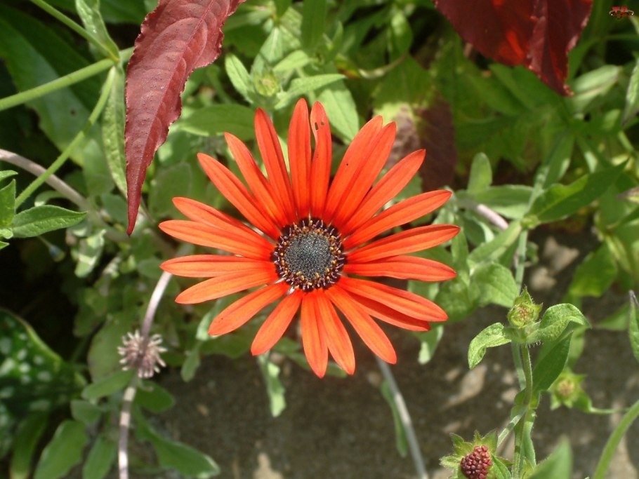 Арктотис шероховатый