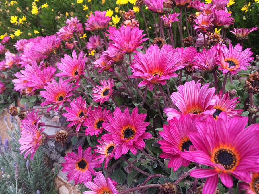 Цветы Арктотис Арлекин