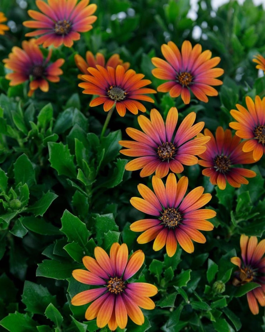 Остеоспермум акила сансет шейдс