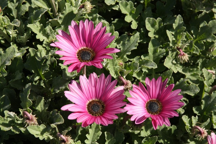 Цветы Арктотис Арлекин