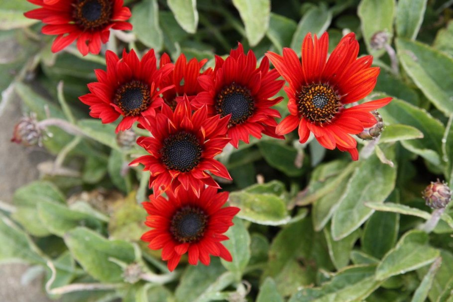 Арктотис вырастить в открытом грунте