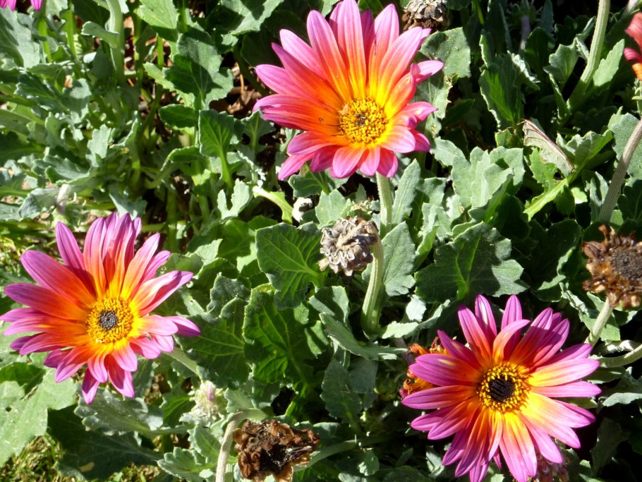 Арктотис Арлекин