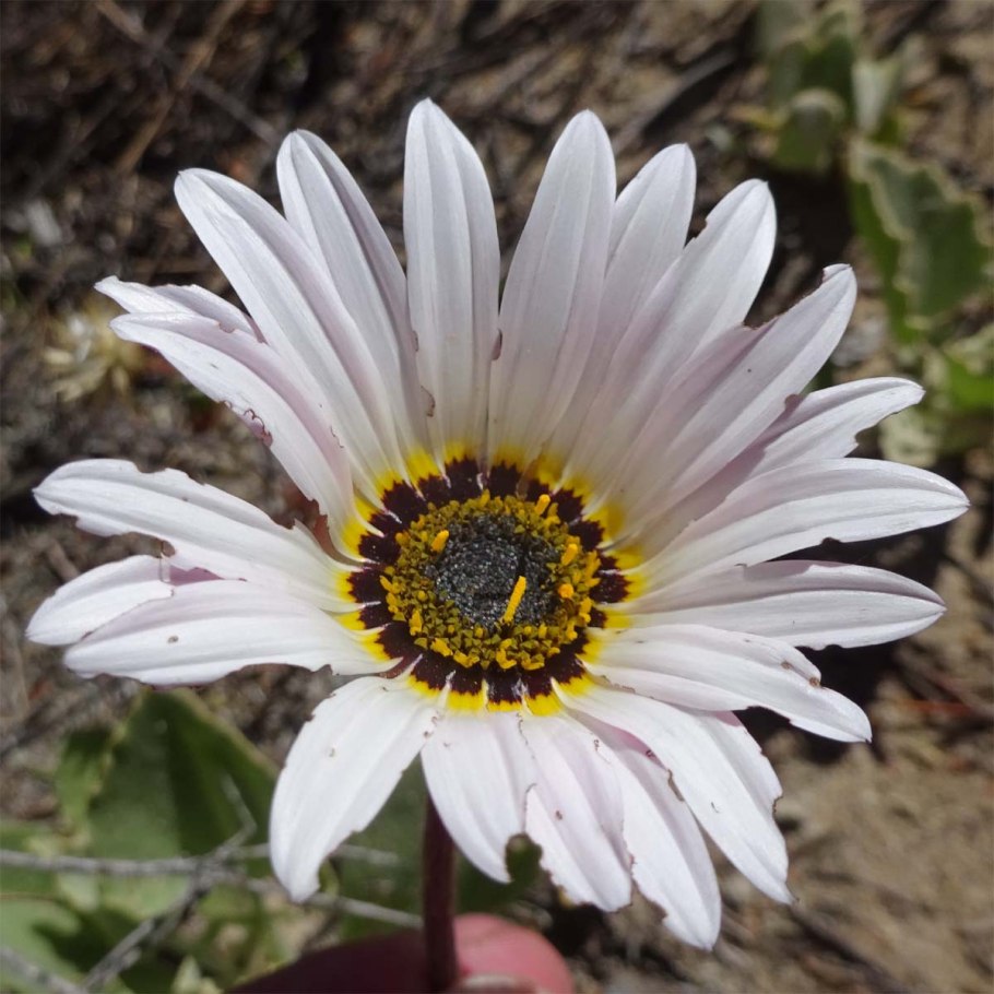 Арктотис Арлекин