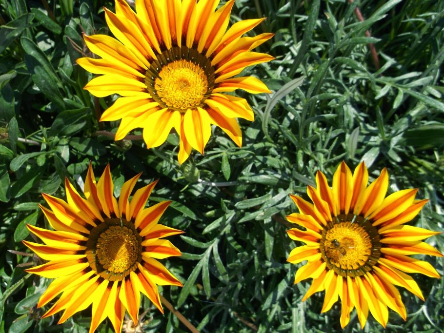 Гацания гибридная