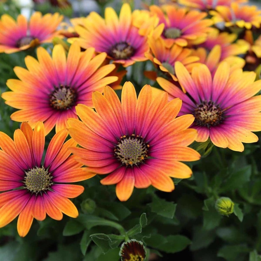 Арктотис гибридный Арлекин