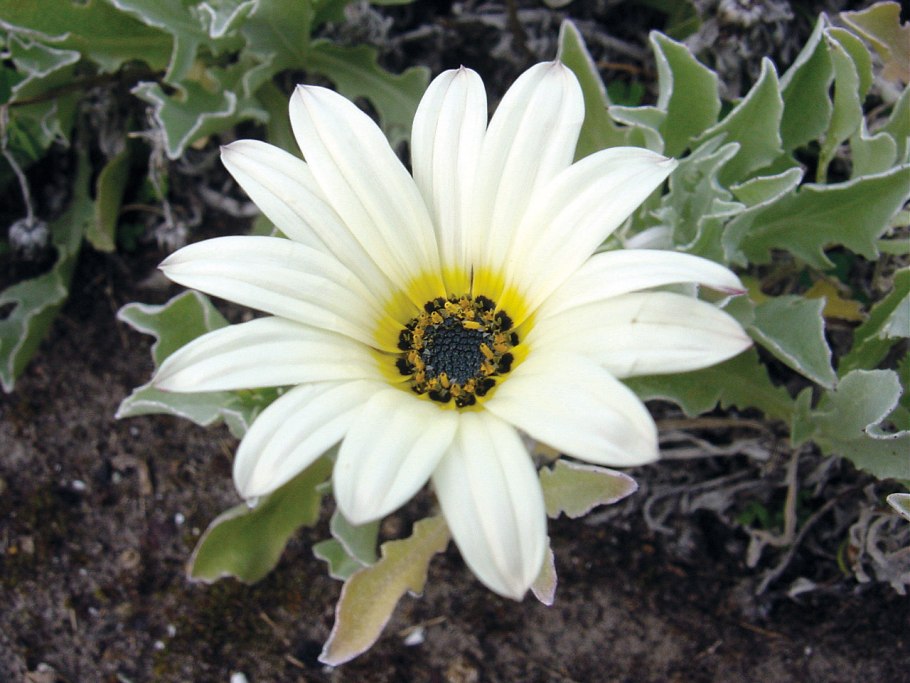 Arctotis speciosa