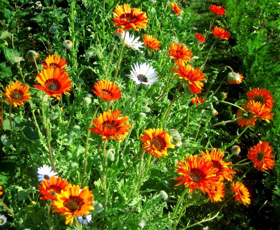 Газания гибридная смесь