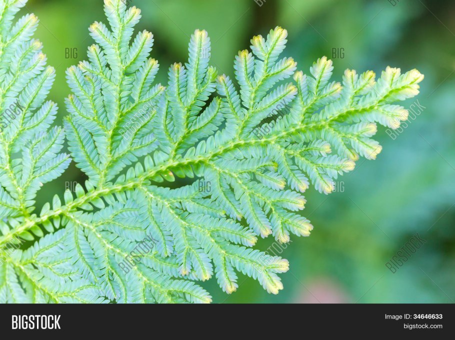 Джамиль КАДИМОВИЧ Абуталипов