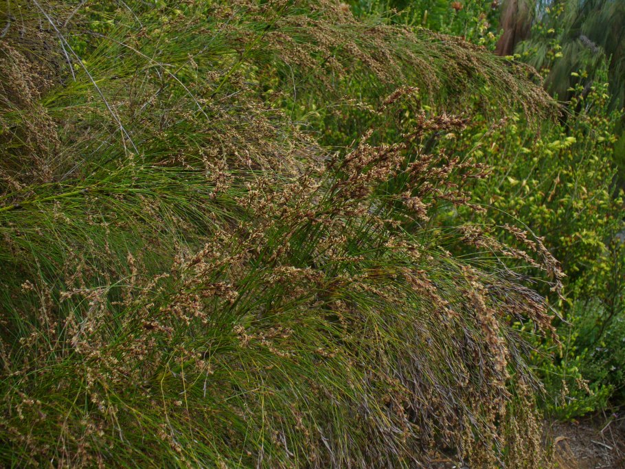 Рестиевые семейство