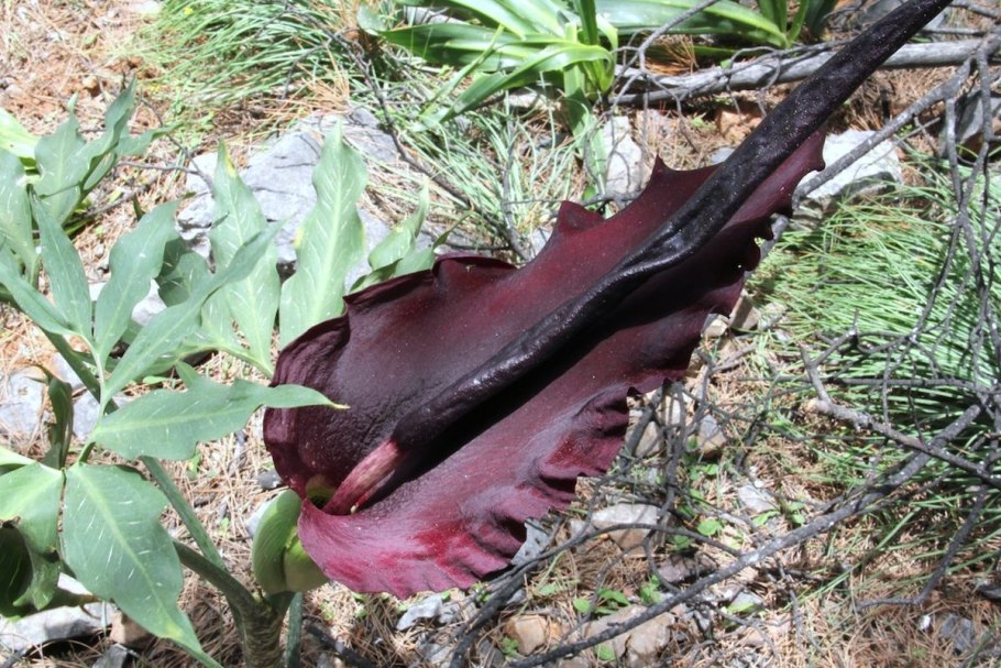 Dracunculus canariensis