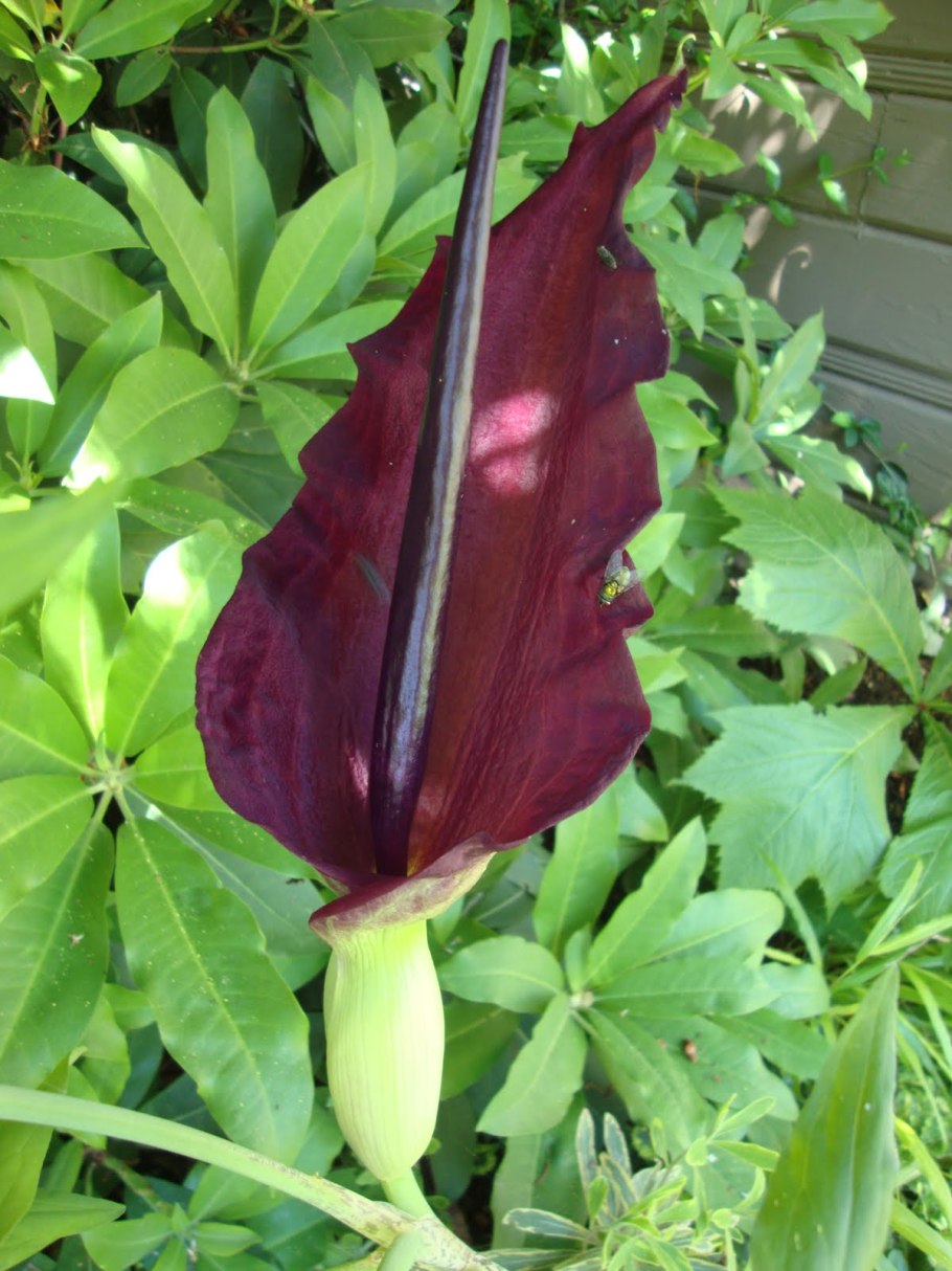 Аронник обыкновенный dracunculus vulgaris